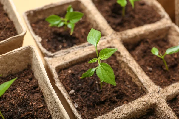 Turfpotten Met Bodem Groene Zaailing Close — Stockfoto