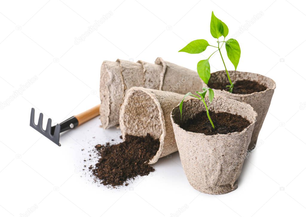 Peat pots with soil and green seedling on white background