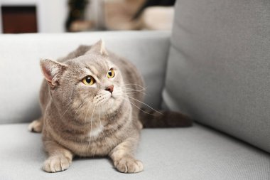 Evdeki kanepede tatlı gri kedi.