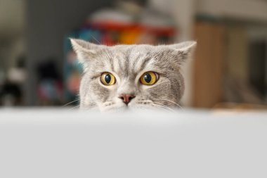 Evdeki sevimli meraklı kedi.