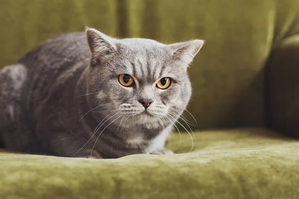 Cute Grey Cat Sofa Home — Stock Photo, Image