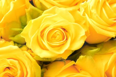 Arkaplan olarak güzel sarı güller