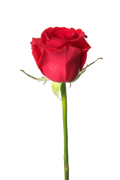 Gyönyörű Vörös Rózsa Fehér Háttér — Stock Fotó