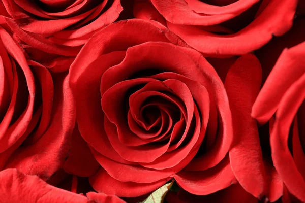 Belles Roses Rouges Comme Fond — Photo