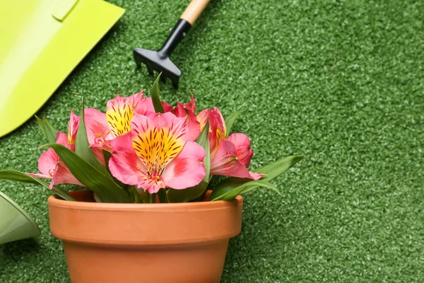 Gardening Tools Pot Blooming Plant Color Background — Stock Photo, Image