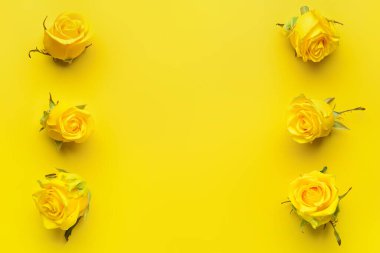 Renkli arkaplanda güzel sarı güller olan kompozisyon