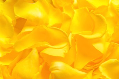 Arkaplan olarak güzel sarı gül yaprakları