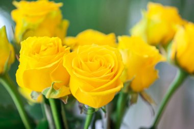 Açık havada güzel sarı güller, yakın plan