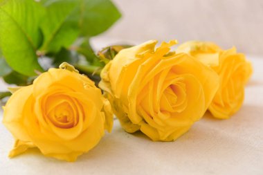 Masada güzel sarı güller