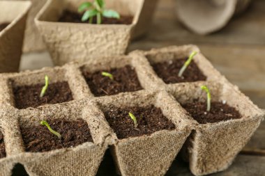 Çekirdekleri saksı kutusuna yerleştirir.