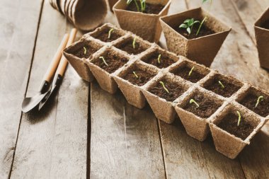 Çekirdekleri saksı kutusuna yerleştirir.