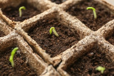 Saksı kutusunda fidanlar yetişiyor, yakın plan.