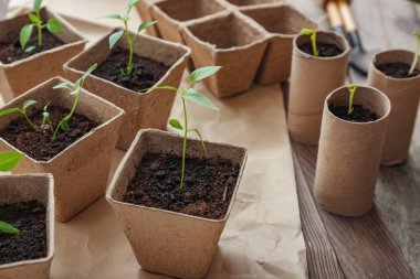 Masadaki turba saksılarına fidanlar eker.
