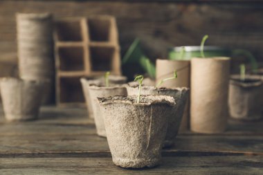 Tahta masadaki turba saksılarına fidanlar eker.