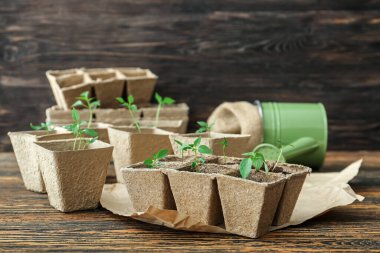 Tahta masadaki turba tenceresine fidanlar eker.