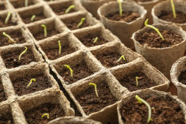 Çekirdekleri saksı kutusuna yerleştirir.