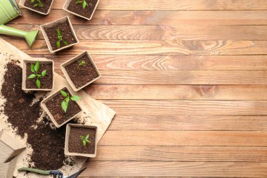 Tahta arka plandaki turba saksılarına fidanlar eker.