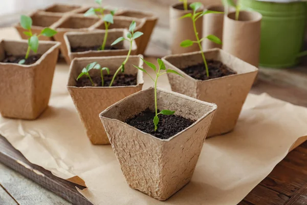 Plantes Semis Dans Des Pots Tourbe Sur Table — Photo