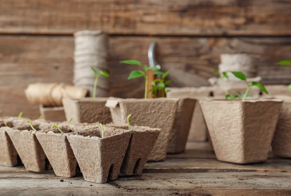 Plantes Semis Dans Des Pots Tourbe Sur Table — Photo