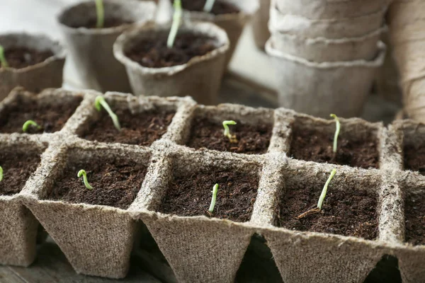 Plantes Semis Dans Des Pots Tourbe Kit Sur Table — Photo