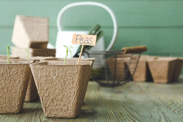 Peas Seedlings Peat Pots Wooden Table — Stock Photo, Image