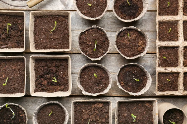 Planten Zaailingen Turf Potten Houten Tafel — Stockfoto