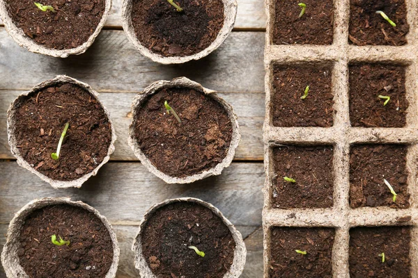 Plantas Plántulas Macetas Turba Sobre Mesa Madera — Foto de Stock