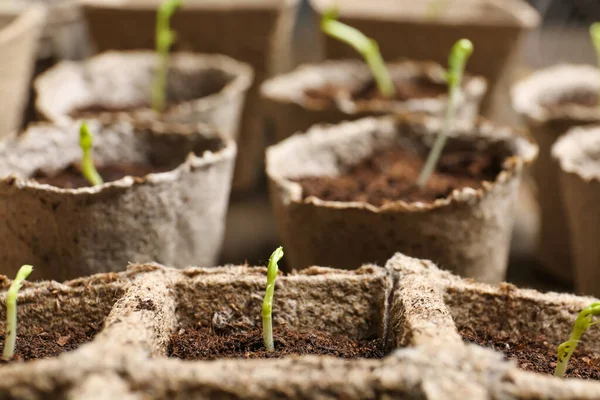 Plantas Plántulas Macetas Turba Primer Plano — Foto de Stock