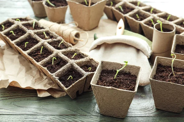 Plants Seedlings Peat Pots Wooden Table — Stock Photo, Image