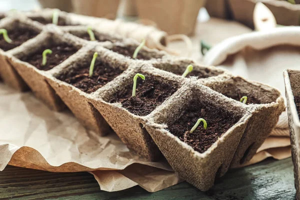 Planten Zaailingen Turf Potten Houten Tafel — Stockfoto