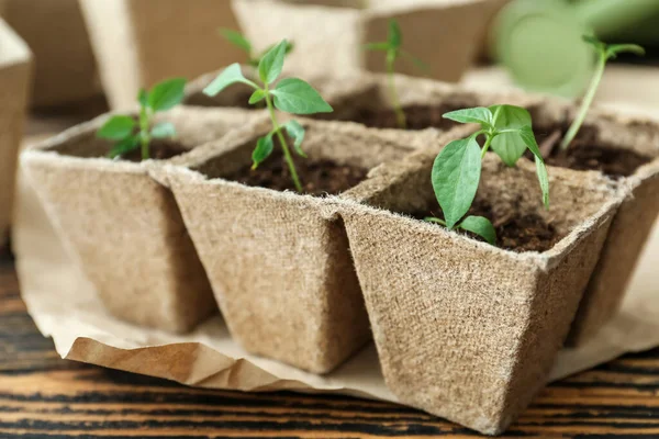 木のテーブルの上の泥炭ポットキットの植物の苗 — ストック写真