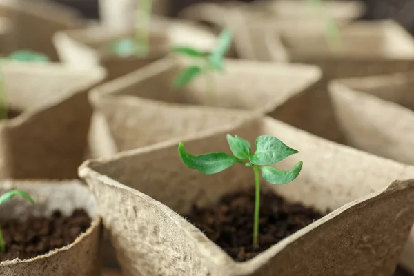 Planten Zaailingen Turf Potten Close — Stockfoto