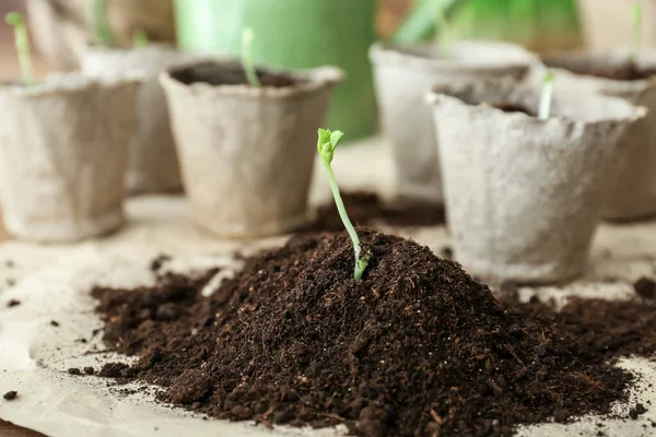 Heap Solo Com Plântulas Plantas Pergaminho — Fotografia de Stock