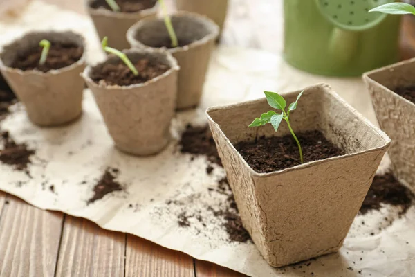 Plantas Mudas Vasos Turfa Pergaminho — Fotografia de Stock