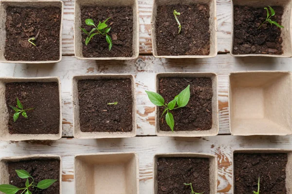 Plantas Plántulas Macetas Turba Sobre Fondo Madera — Foto de Stock