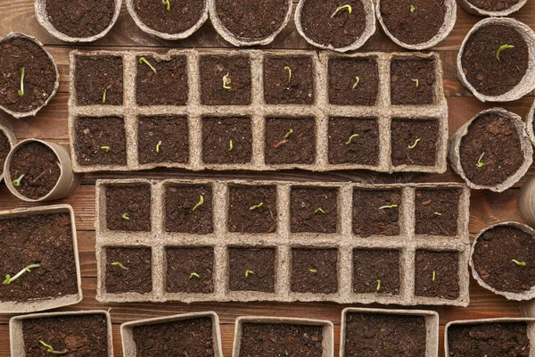 Växter Plantor Torvkrukor Träbord — Stockfoto
