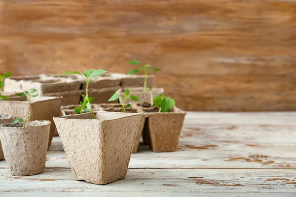 Plants Seedlings Peat Pots Wooden Table — Stock Photo, Image