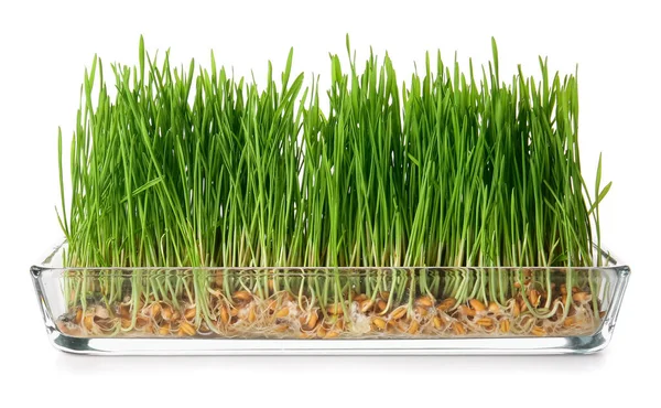 Fresh Wheatgrass Bowl Isolated White Background — Stock Photo, Image