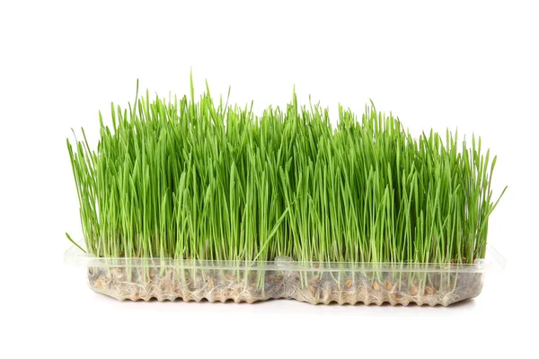 Fresh Wheatgrass Plastic Container Isolated White Background — Stock Photo, Image