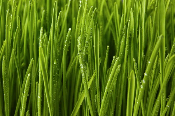 Fresh Green Wheatgrass Water Drops Closeup Royalty Free Stock Images