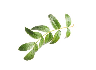 Beyaz arkaplanda yeşil rowan dalı izole edildi