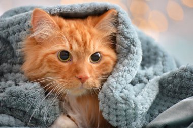 Evde sıcak ekosenin altında yatan sevimli kedi. Isınma mevsimi kavramı