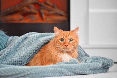 Evde şöminenin yanında sevimli bir kedi var. Isınma mevsimi kavramı