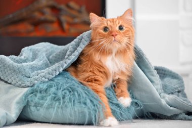 Evde şöminenin yanında sevimli bir kedi var. Isınma mevsimi kavramı