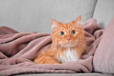 Kanepede sıcak ekoseli şirin bir kedi. Isınma mevsimi kavramı