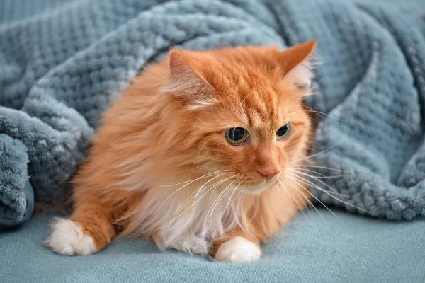 Cute Cat Lying Warm Plaid Home Concept Heating Season — Stock Photo, Image