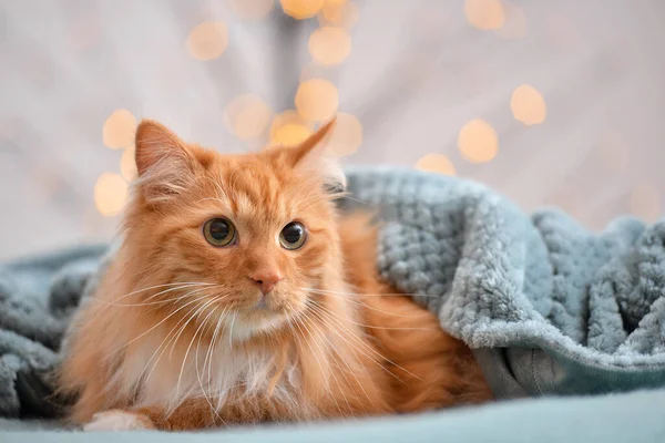 かわいい猫は家で暖かい遊びの下に横たわっている 暖房期の概念 — ストック写真