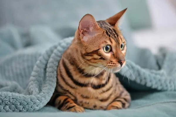 Leuke Kat Met Warme Ruitjes Bed Begrip Verwarmingsseizoen — Stockfoto