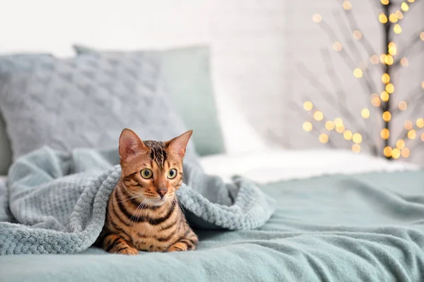 Cute Cat Warm Plaid Bed Concept Heating Season — Stock Photo, Image