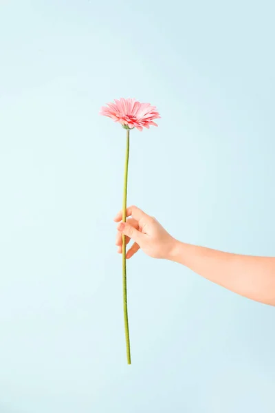 Рука Красивою Квіткою Кольоровому Фоні — стокове фото